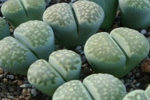 生石花怎么养？性感的PP这样养才丰满