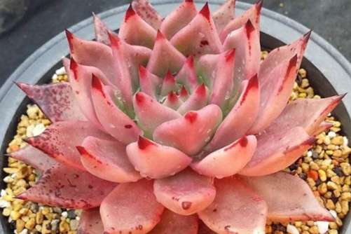 有斑点的多肉植物，不是所有的斑点都是缺陷