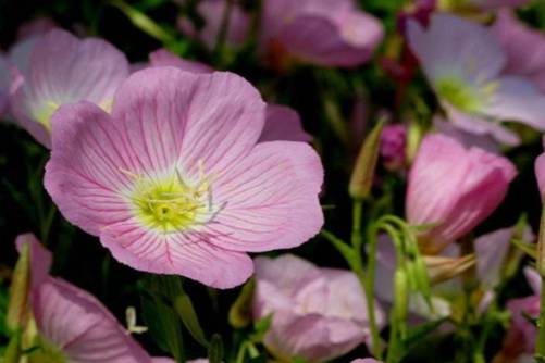 月见草的养殖方法，全身是宝的月见草日常养殖日记