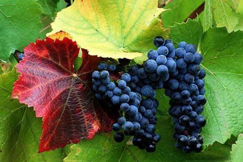 世界十大葡萄品种介绍 赤霞珠最有名，黑皮诺最贵