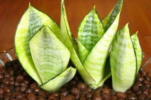 虎尾兰和虎皮兰的区别，养了这么多年才知道这二货是一样的