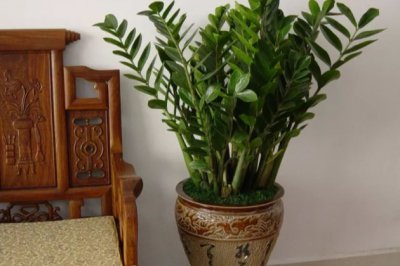 盆栽花卉越冬养护经验，这8种绿植一定要注意保温！