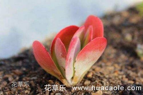 多肉怎么养 多肉玉吊钟篇