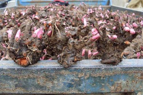 白芍栽培及种植技术，这四点缺一不可 尤其是新手不要错过