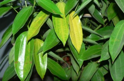 平安树的养殖方法