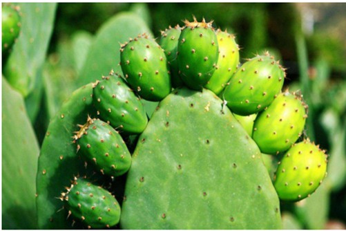 食用仙人掌介绍，可食用仙人掌征服你的的胃了吗？