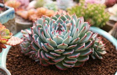 吉娃莲怎么养？吉娃莲的养殖方法