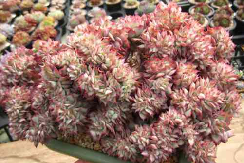 织锦和月光女神的区别？织锦和月光女神小编一招教你辨认