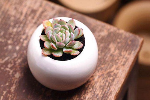 莎莎女王多肉怎么养？原来莎莎女王也可以养成这么美