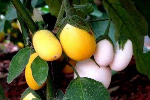 蛋树听说过吗？枝上长“鸡蛋”的树称为蛋树，味道堪称一绝