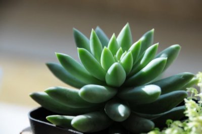 千佛手怎么养？多肉植物千佛手的养殖方法和注意事项