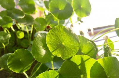 铜钱草土培怎么养