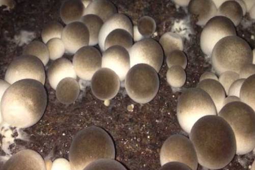 草菇的价格是多少？2019草菇价格预测