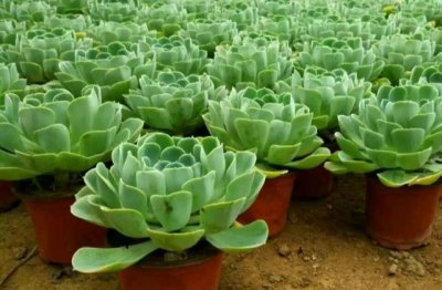 莲花属多肉怎么养出状态