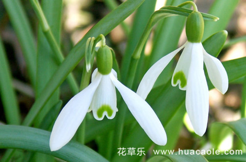 你知道一年中什么花最早开，它的花语又是什么呢？