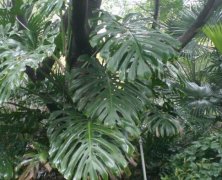 代表健康长寿龟背竹的花语是什么