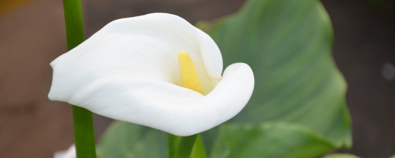 马蹄莲水培养护注意事项