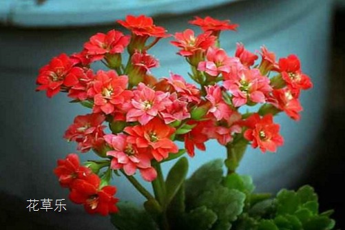 花语大全：长寿花花语和传说