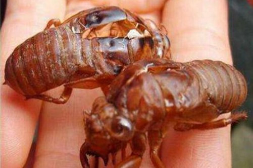 蝉衣的功效与作用，虽能清热消肿及明目但孕妇禁食