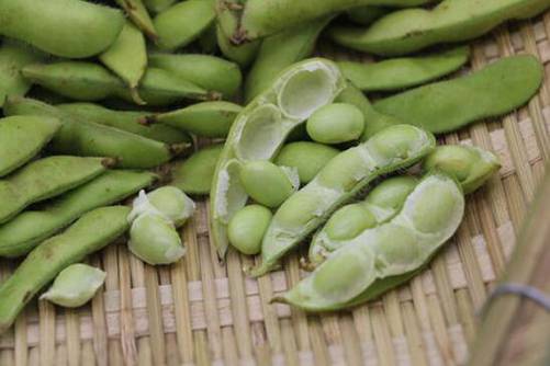 黄豆和毛豆是一种东西吗？黄豆和毛豆的区别是什么