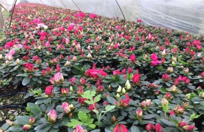 西洋鹃的养殖方法和注意事项