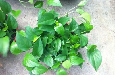 绿萝老是黄叶子怎么办