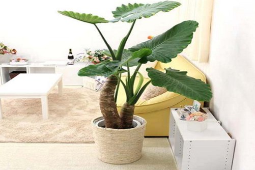 海芋花有毒吗？全株都有毒，建议不要室内养殖