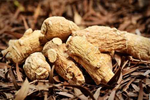 西洋参的种植方法，种植西洋参的真相你知道吗