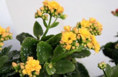 长寿花的养殖方法