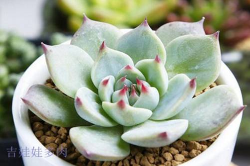 最受欢迎多肉排行榜，快看看你的上榜了吗