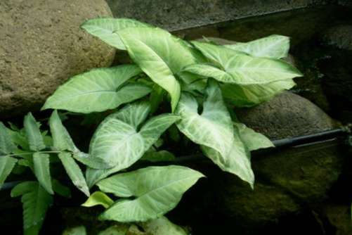 白蝴蝶有毒吗？亦真亦假，飞舞的“白蝴蝶”