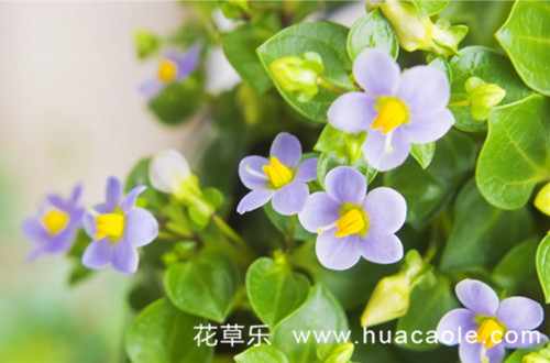 爱你：紫芳草的花语