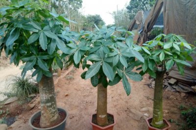 不需要多浇水的植物，饿着养才可以枝繁叶茂！