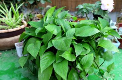 绿萝变黄了还能恢复吗