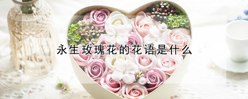 永生玫瑰花的花语是什么