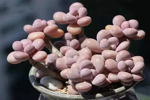 多肉桃蛋怎么养？知道这些“十里桃林”在家就能拥有