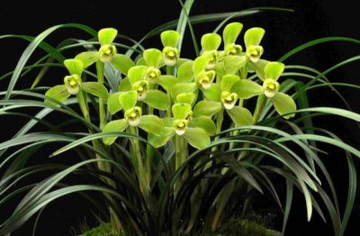 兰花养殖方法和注意事项