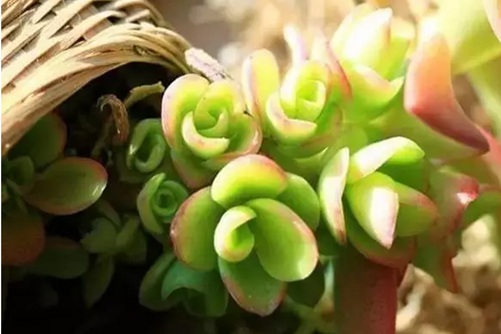 多肉植物如何安全度夏？多肉植物安全度夏的妙招
