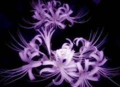 曼陀罗花语大全：紫色曼陀罗花的花语