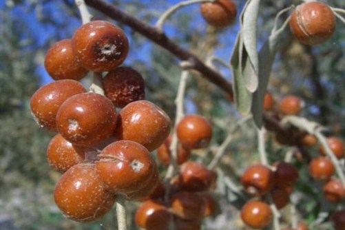 沙枣的养殖方法和注意事项，做好这几点沙枣甜，大且高产