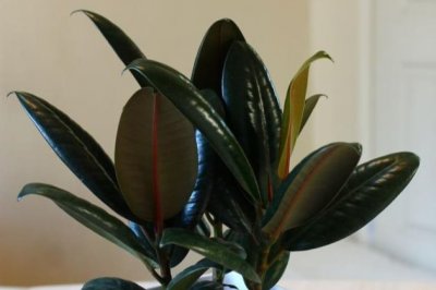 橡皮树夏天怎么养？橡皮树夏季的养殖方法和注意事项