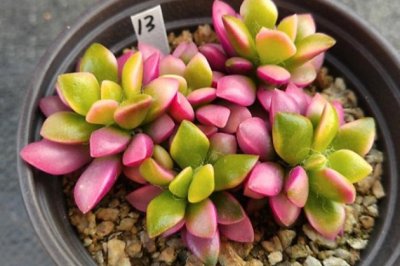 秋天怎么养多肉？多肉植物秋天怎么养护？