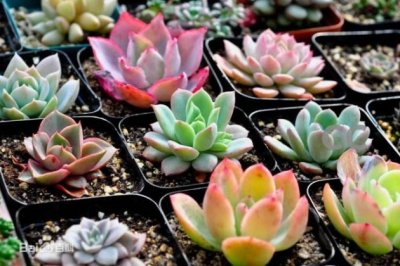 多肉植物冬天怎么养？多肉植物冬季的养殖方法和注意事项