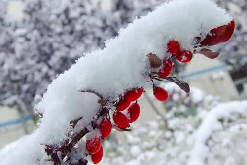 紫叶小檗图片，紫叶小檗焰灼耀人 红艳美丽
