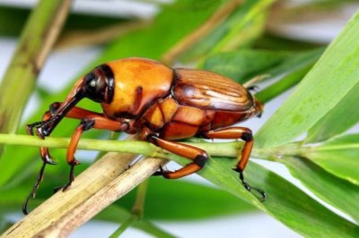 竹象，农村娃的第一个玩具和第一道野味！