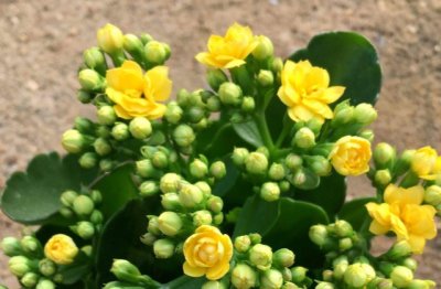 长寿花长出花苞后怎么养护