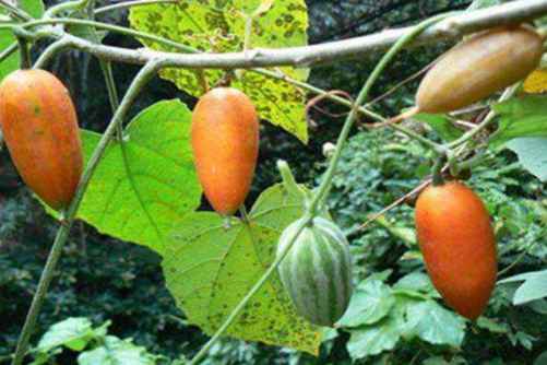 王瓜的功效和作用，王瓜 治疗黄疸、乳汁不下的良药