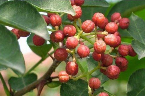 川椒的功效与作用 川椒是花椒吗，怎么区分呢