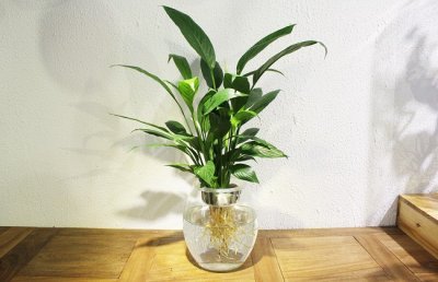 水培白掌冬天怎么养护？冬季一帆风顺水培养殖方法