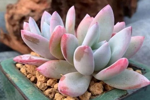 霜之朝多肉的养殖方法 多肉霜之朝这么养爆盆开花、美不胜收